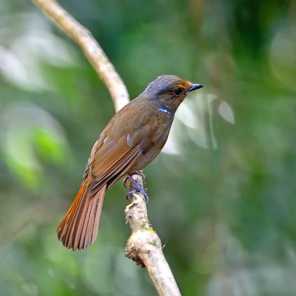 Vrouwelijke grote niltawa — Stockfoto