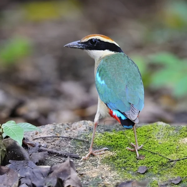 Fairy Pitta — Stockfoto