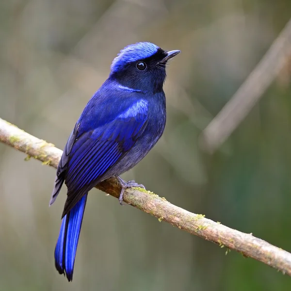 Male Large Niltawa — Stock Photo, Image