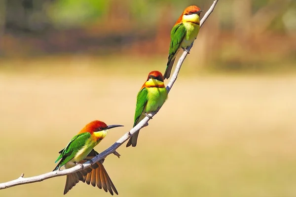 Kaštan vedl bee-eater — Stock fotografie