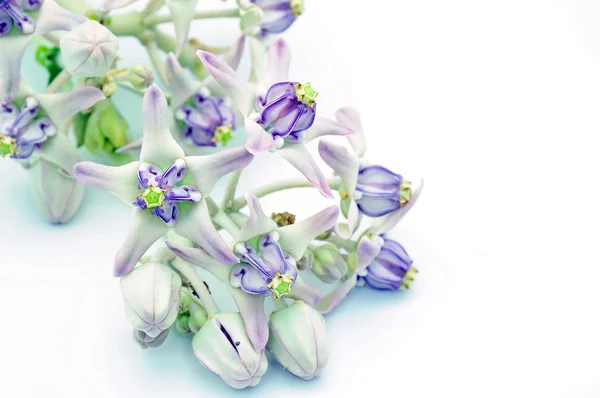 Crown blomma — Stockfoto