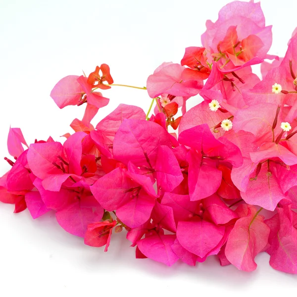 Bougainvilea — Stock fotografie