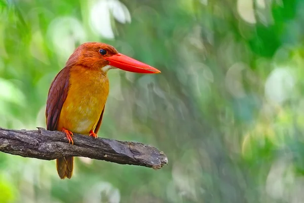Erkek kırmızı kingfisher — Stok fotoğraf