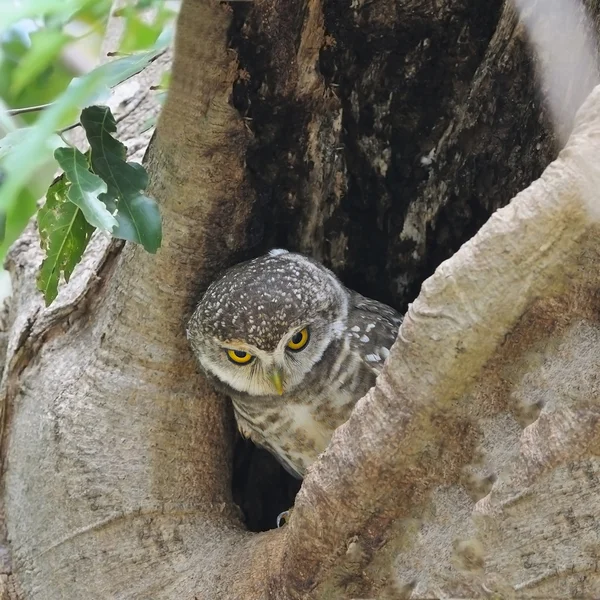 Плямистий Owlet — стокове фото