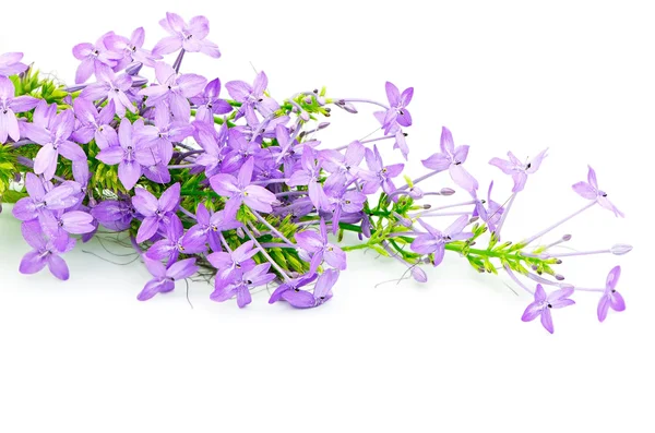 Violette ixora — Stockfoto