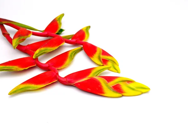 Heliconia — Stockfoto