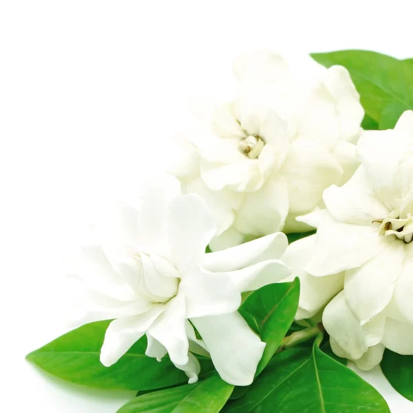 Gardenia — Foto Stock