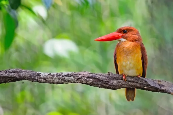 Ruddy Kingfisher masculino — Fotografia de Stock