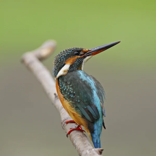 Eisvogelweibchen — Stockfoto