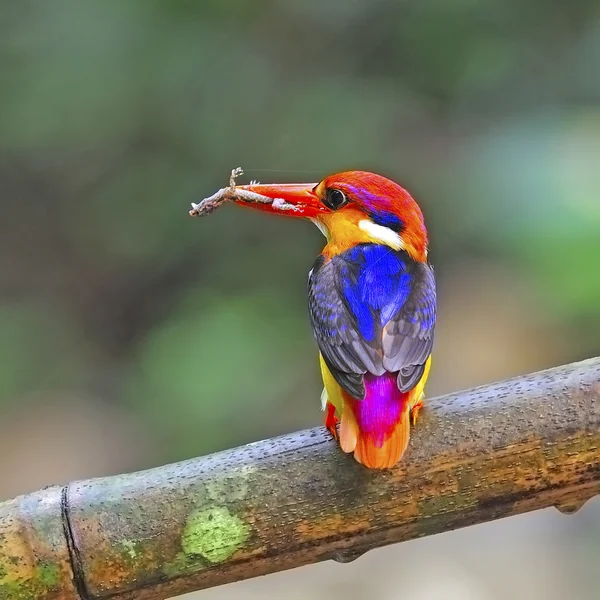 Maschio Nero-dorso Kingfisher — Foto Stock