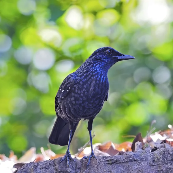 Zorzal silbante azul — Foto de Stock