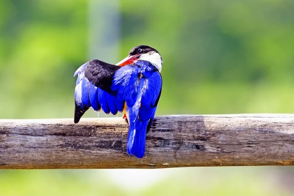 Siyah şapkalı kingfisher — Stok fotoğraf