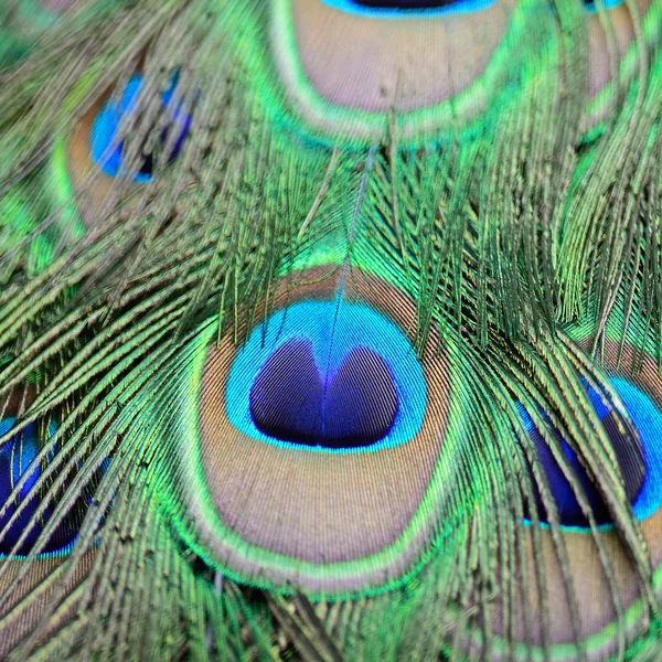 Yeşil tavuskuşu tüyü — Stok fotoğraf