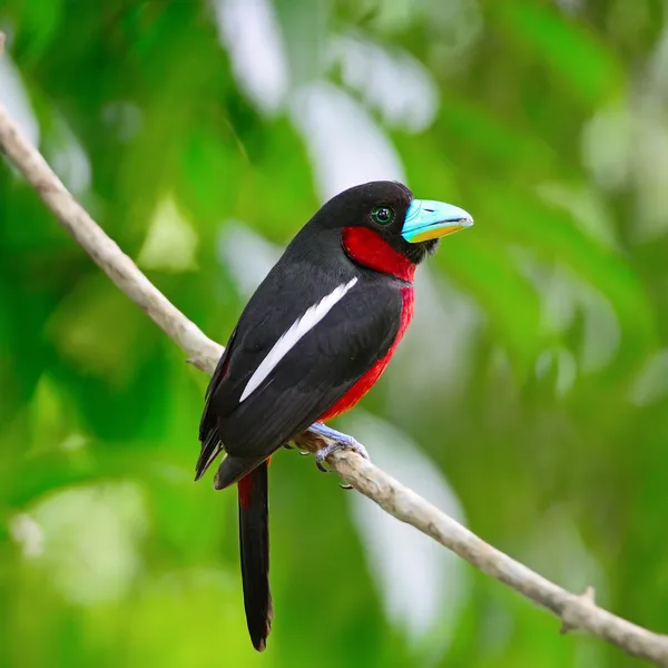 Broadbil preto e vermelho — Fotografia de Stock