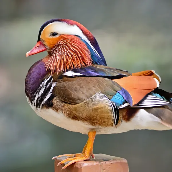 Mandarijn-eend — Stockfoto