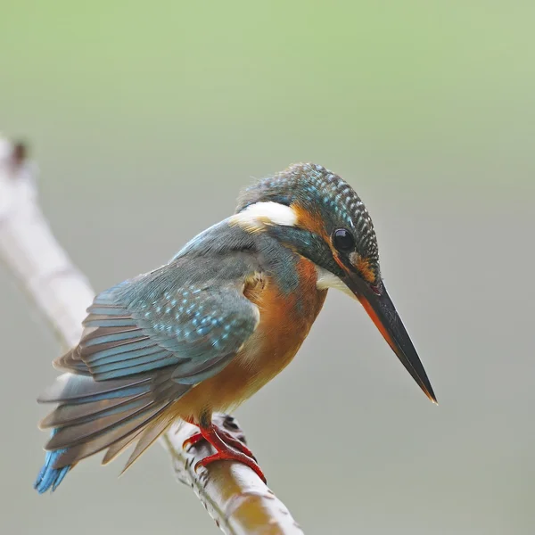 Martin pêcheur commun — Photo