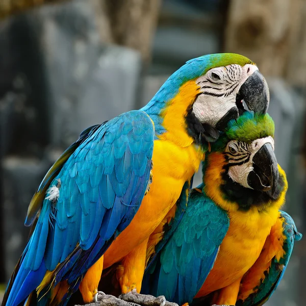 Macaw niebieski i złoty — Zdjęcie stockowe