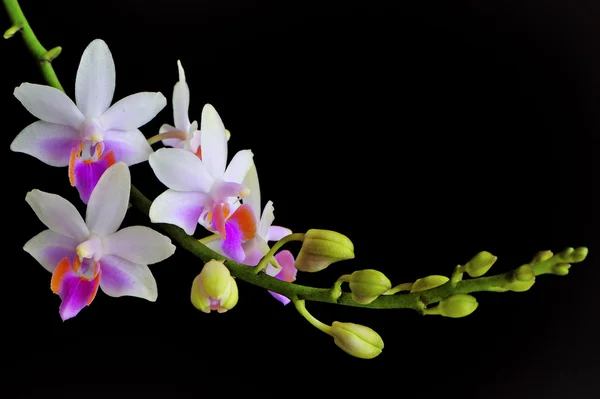 Phalaenopsis hybridní — Stock fotografie