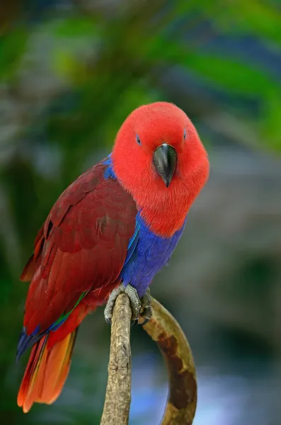 Eclectus papuga — Zdjęcie stockowe