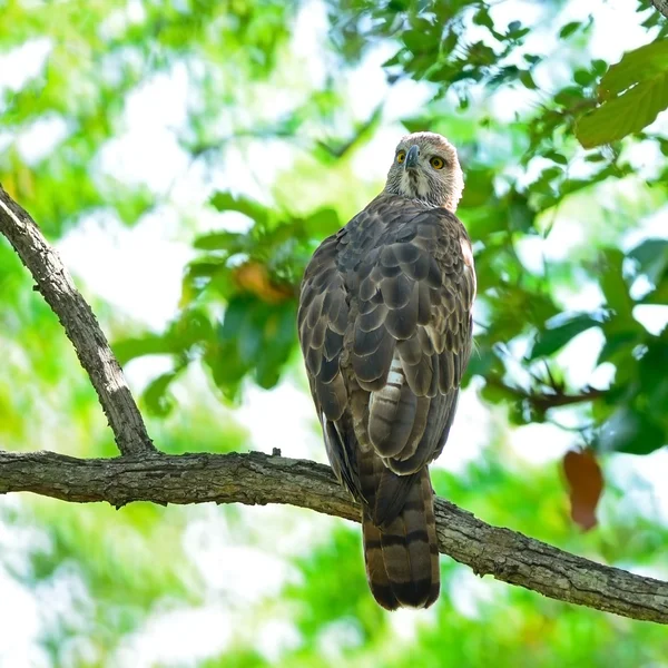 Falco aquila variabile — Foto Stock