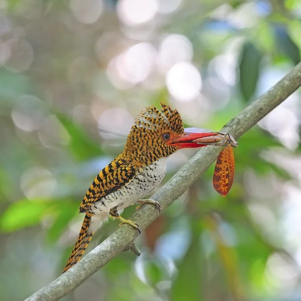 Kadın şeritli kingfisher — Stok fotoğraf