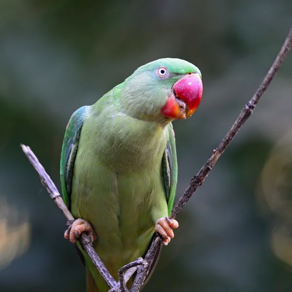 Fêmea Alexandrina Parakeet — Fotografia de Stock