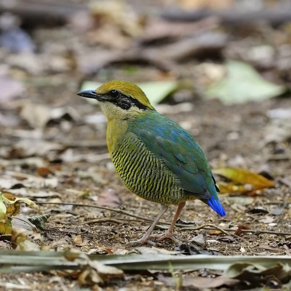 Kvinnliga bar-bellied pitta — Stockfoto