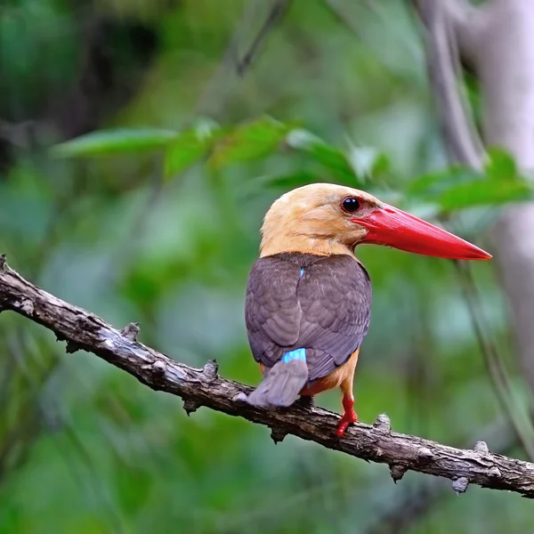 Erkek kahverengi kanatlı kingfisher — Stok fotoğraf