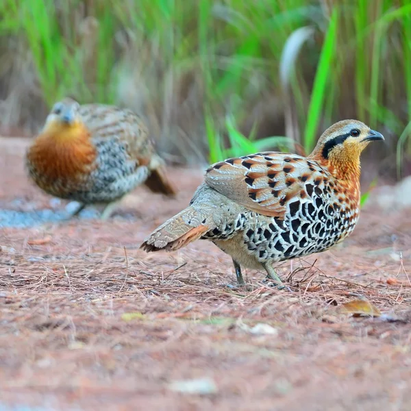 Femmina Mountain Bamboo Partridge — Foto Stock