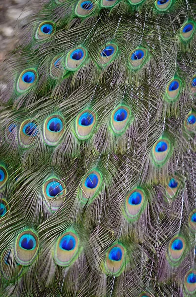 Pluma de Peafowl verde —  Fotos de Stock