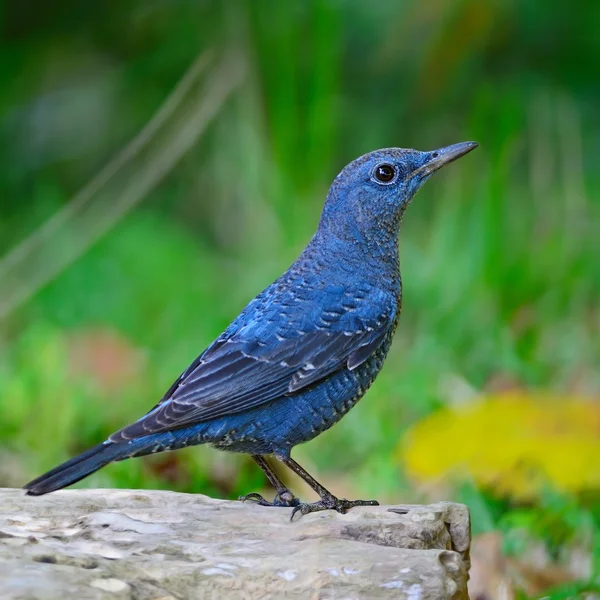Mavi rock-ardıç kuşu — Stok fotoğraf