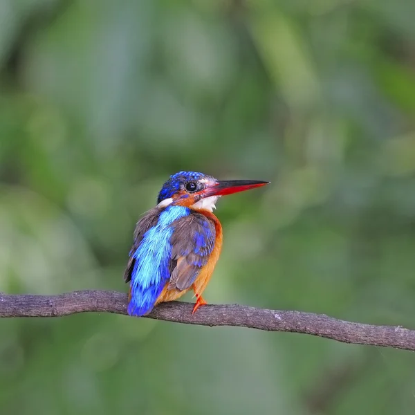 Femmina marroni alato Kingfisher — Foto Stock