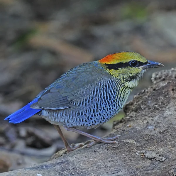 Samice modré pitta — Stock fotografie