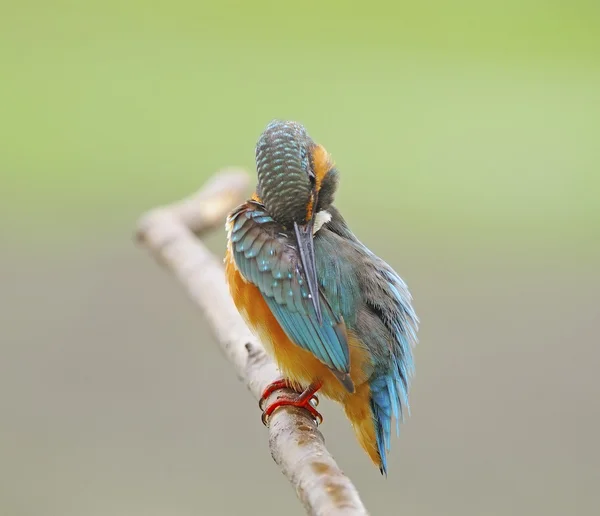 Fêmea comum kingfisher — Fotografia de Stock