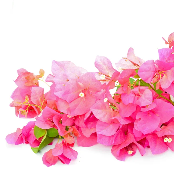 Bougainvilea — Stock fotografie