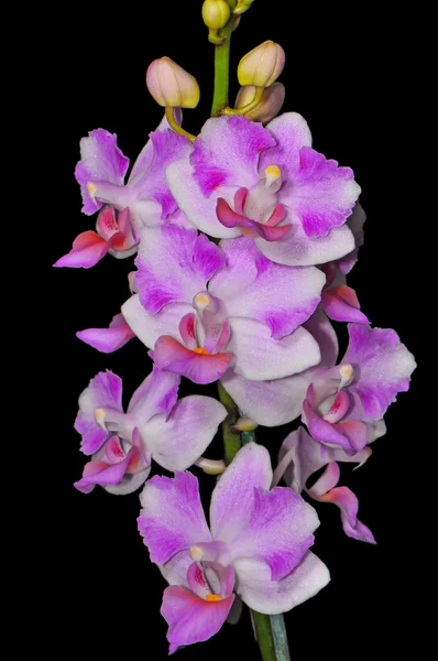 Phalaenopsis-Hybride — Stockfoto