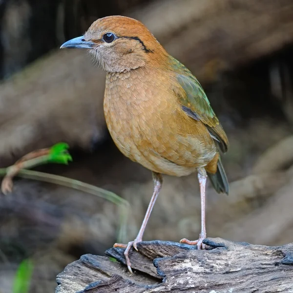 Mężczyzna zardzewiały naped pitta — Zdjęcie stockowe