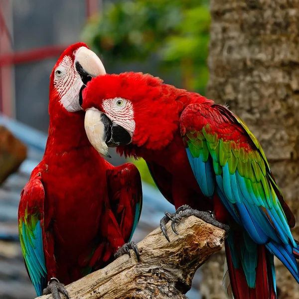 Arara-de-asa-verde — Fotografia de Stock