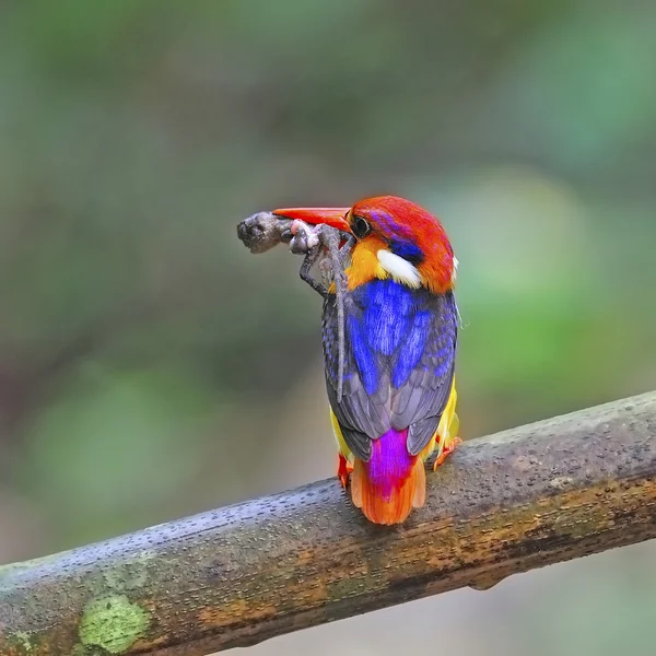 Male Black-backed Kingfisher — Stock Photo, Image