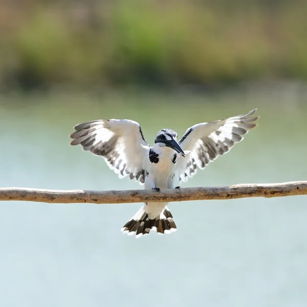 Pied Kingfisher — Stockfoto