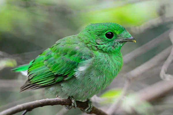 Θηλυκό πράσινο broadbill — Φωτογραφία Αρχείου