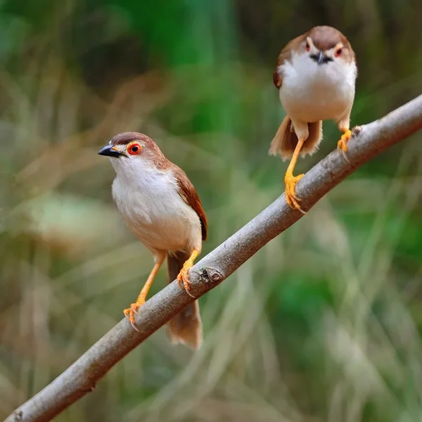 Babbler de ojos amarillos — Foto de Stock