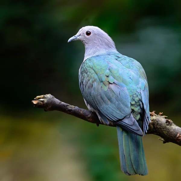 Green Imperial Pigeon — Stock Photo, Image