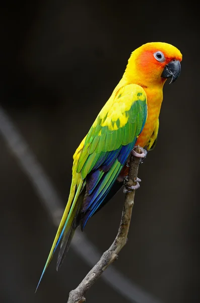 Słońce conure — Zdjęcie stockowe