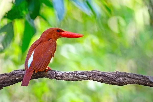 Erkek kırmızı kingfisher — Stok fotoğraf