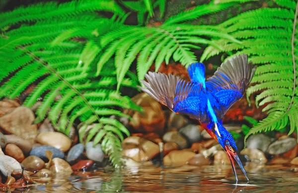 Kingfisher blued kulaklı — Stok fotoğraf