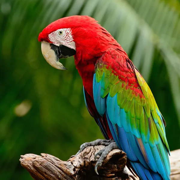 Guacamayo alado verde — Foto de Stock