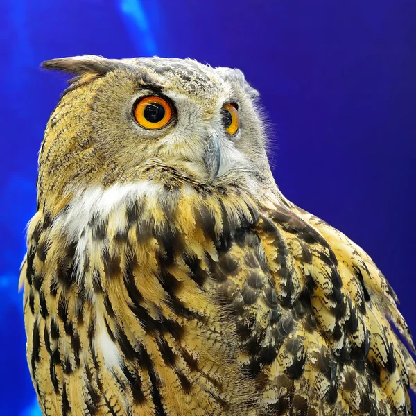 Búho águila euroasiática — Foto de Stock