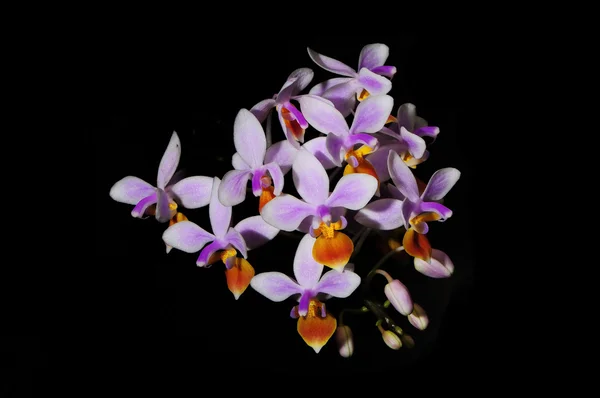 Phalaenopsis spp. — Stock Fotó