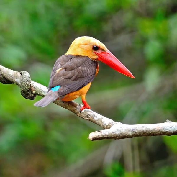 Kahverengi kanatlı kingfisher — Stok fotoğraf